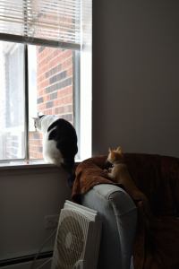 Olaf about to make a bad decision... 