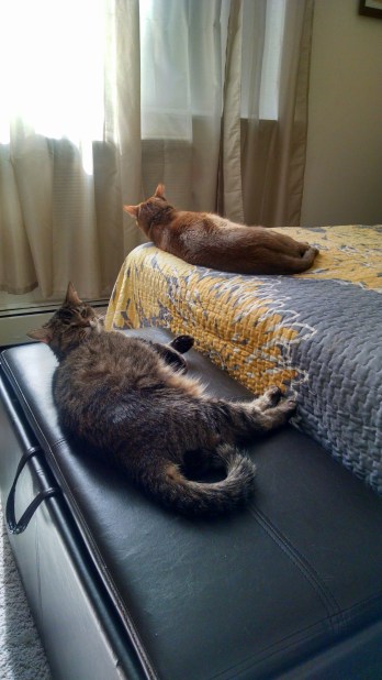 Attitude of Gratitude | Life Healthfully Lived