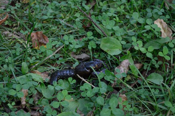 From Indiana to Missouri | Life Healthfully Lived