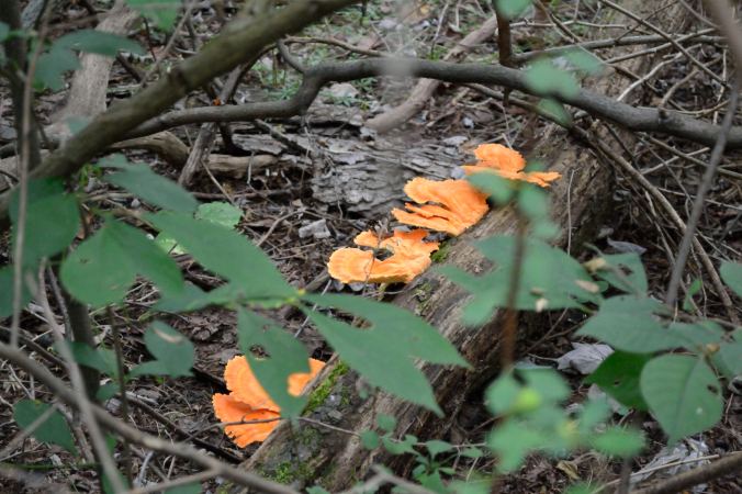 From Indiana to Missouri | Life Healthfully Lived