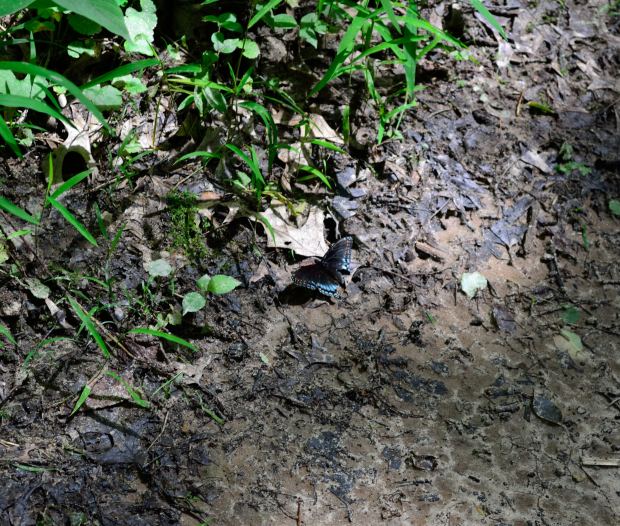 Camping at Rock Cut State Park | Life Healthfully Lived