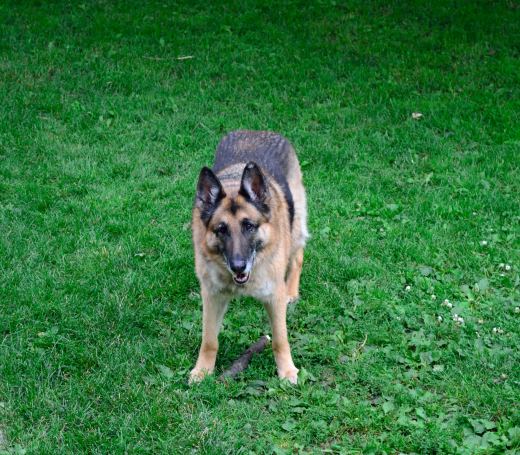 4th of July Festivities | Life Healthfully Lived