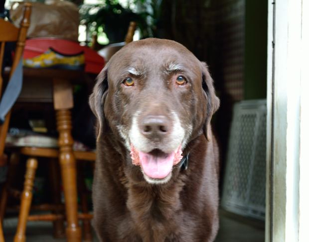 4th of July Festivities | Life Healthfully Lived