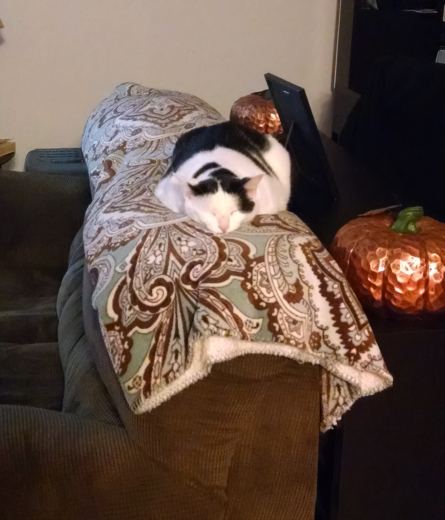 Life Update | Life Healthfully Lived