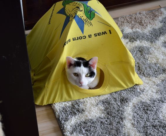 Life Update | Life Healthfully Lived