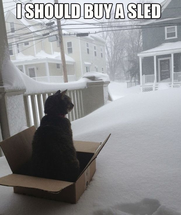 Sometimes You Gotta Sled | Life Healthfully Lived